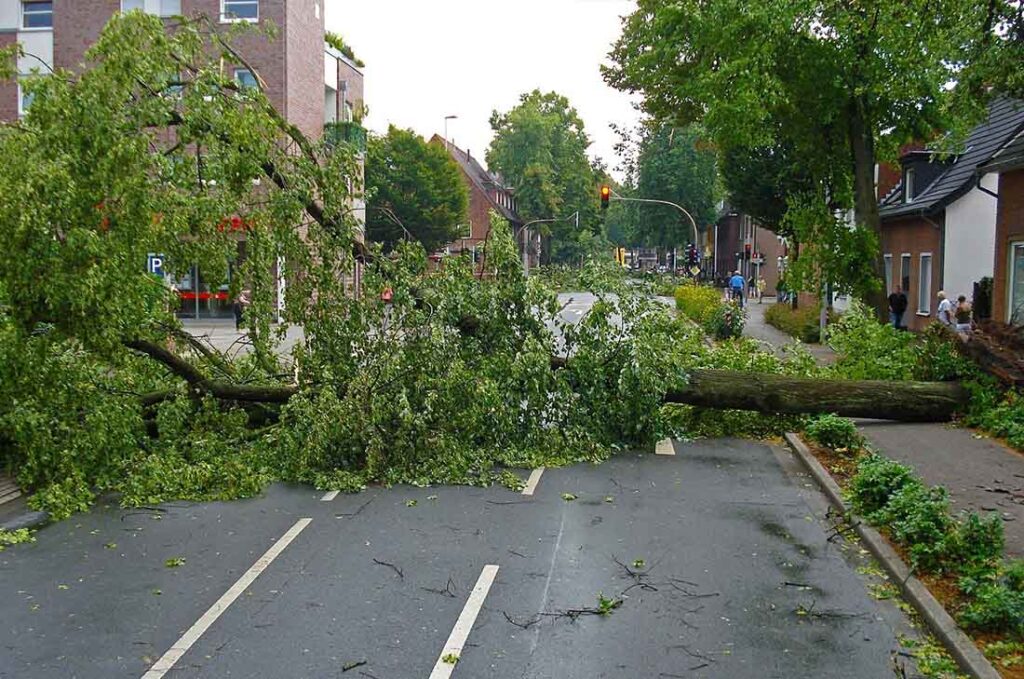 tree lying across city street