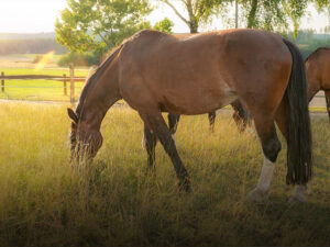 Horse eating grass in a field