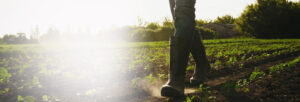 closeup of pair of legs in rubber boots walking in a planted field.