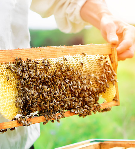 closeup of beekeeper holding honeycomb full of bees.